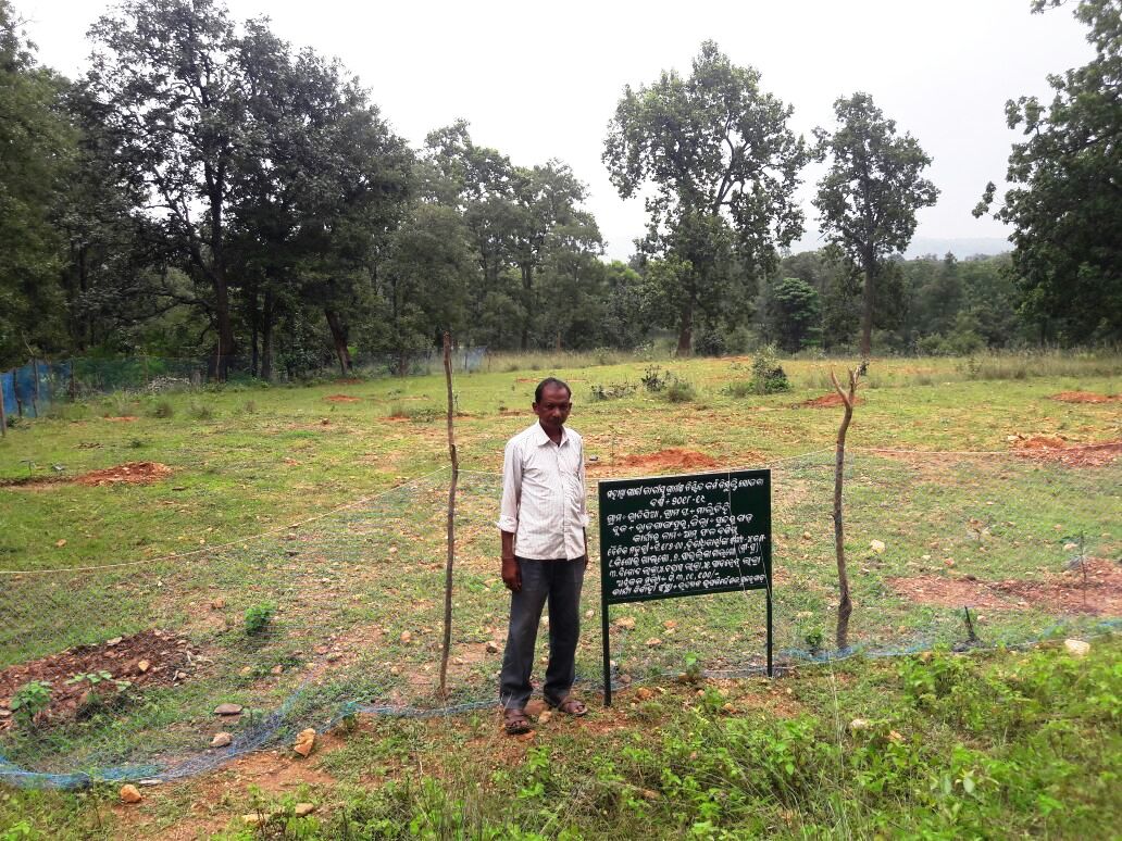 Chakarjharia plantation Rajgangpur FMU Sgup