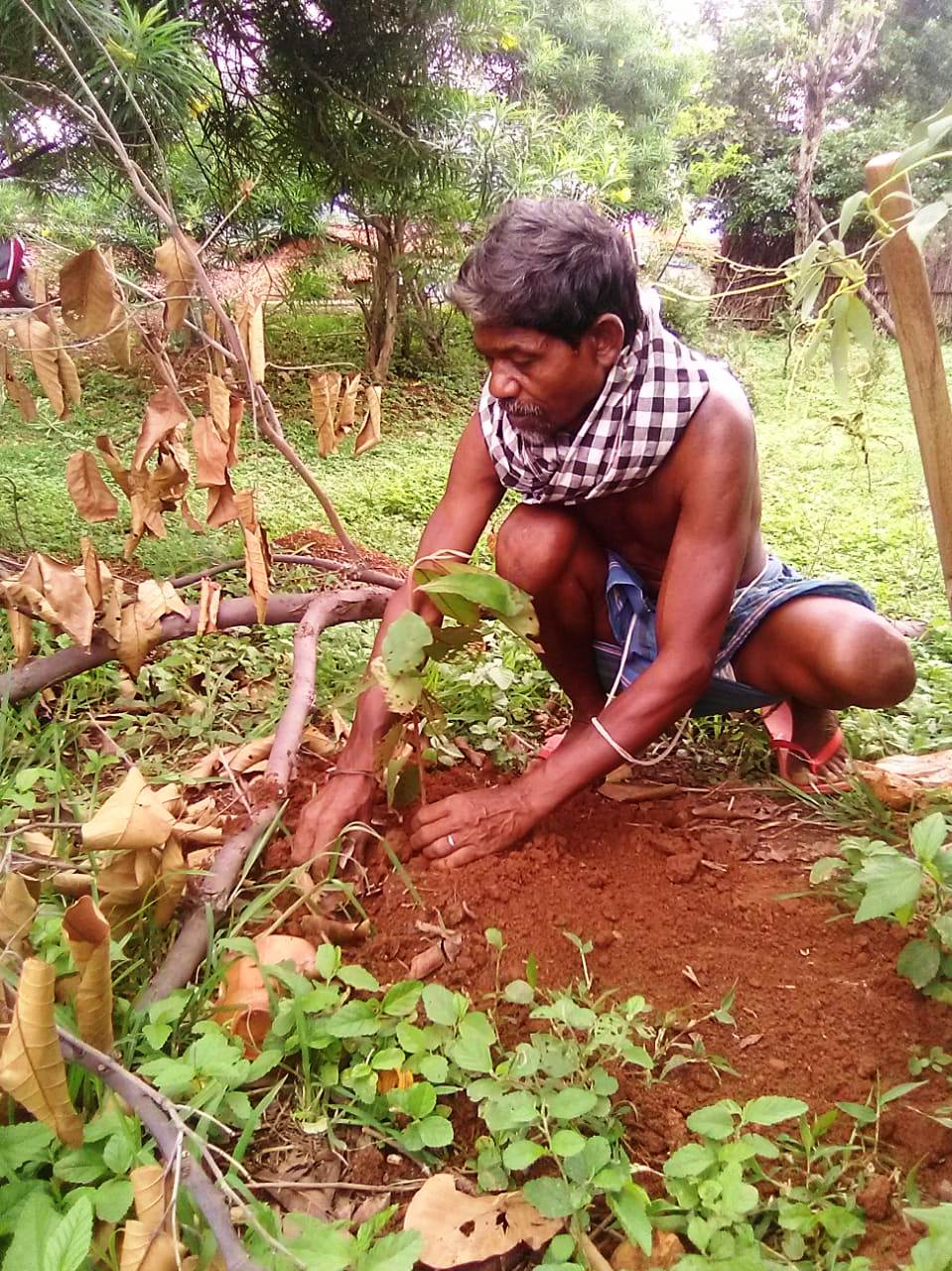 Indivisual plantation at Bichhnapati vss AJY SGUP Kuliposh