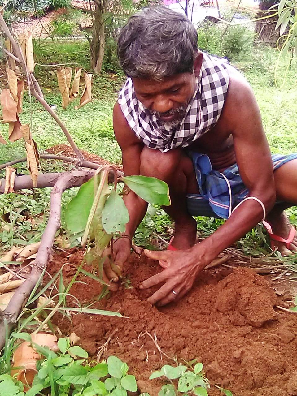 Indivisual plantation at - Hatibahal vss AJY SGUP Kuliposh