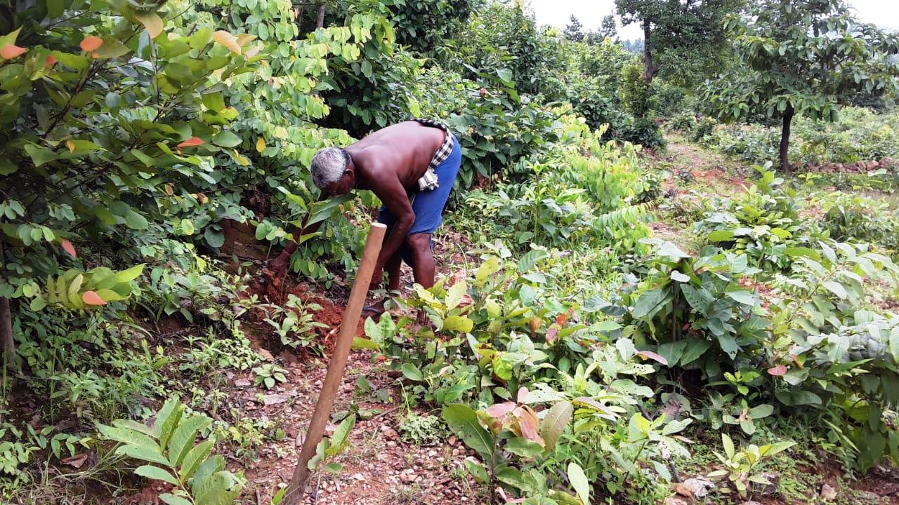 Plantation at Jadibahal vss (AJY SGUP Kuliposh