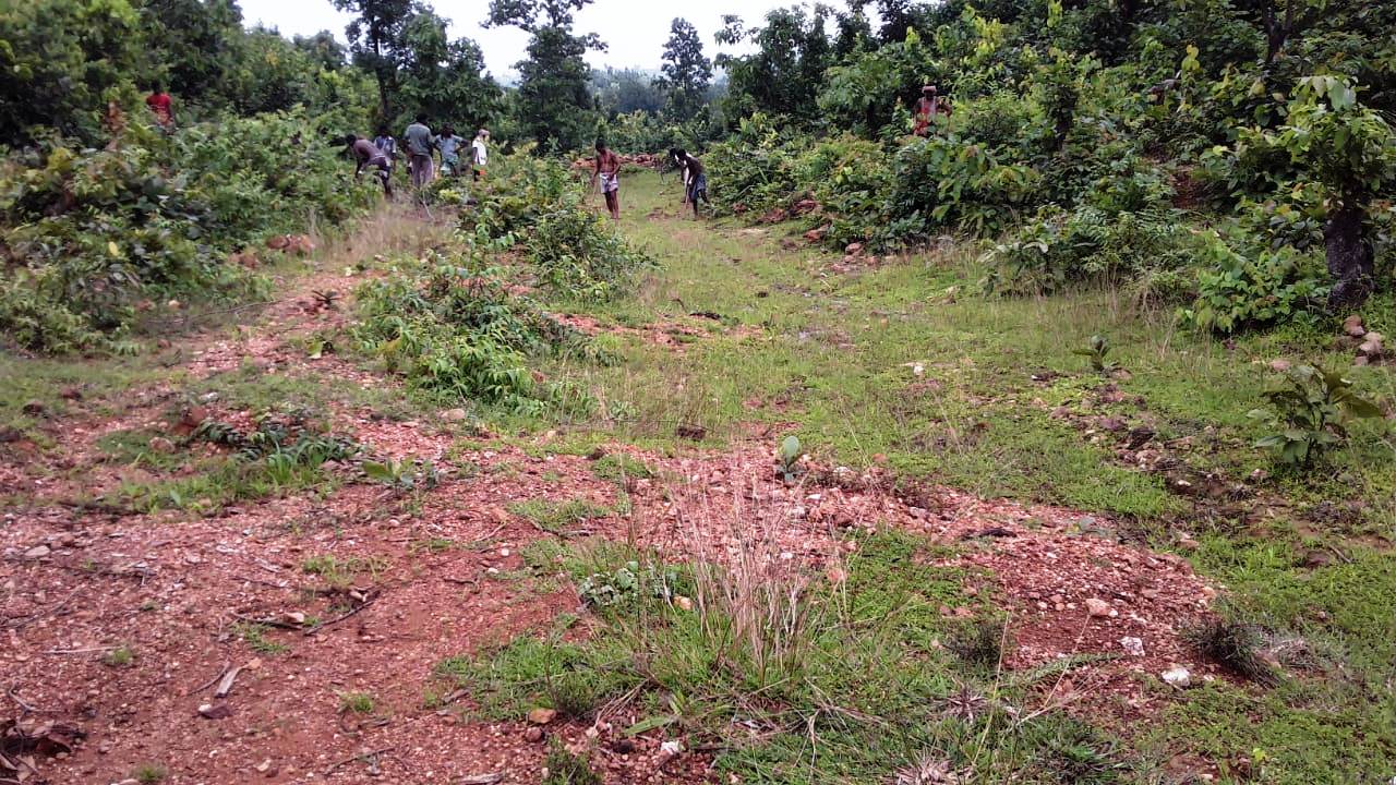 Plantation at Jadibahal vss (AJY SGUP Kuliposh