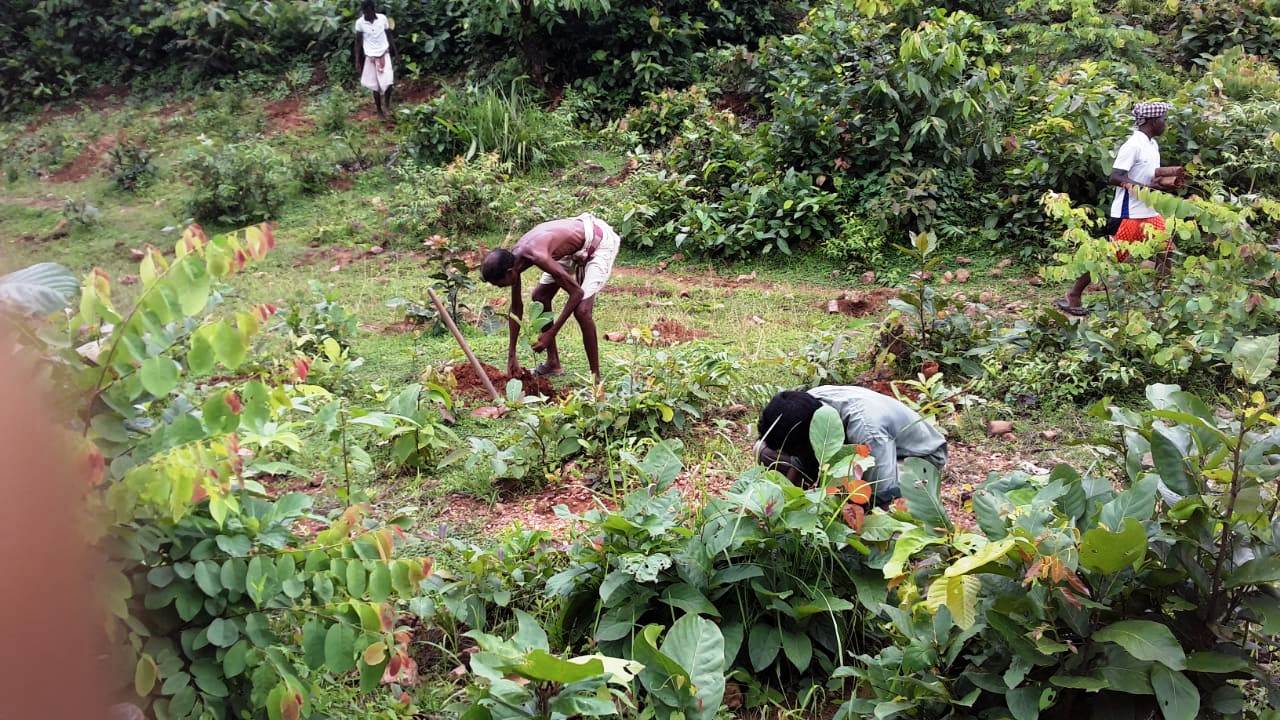 Plantation at Jadibahal vss AJY SGUP Kuliposh