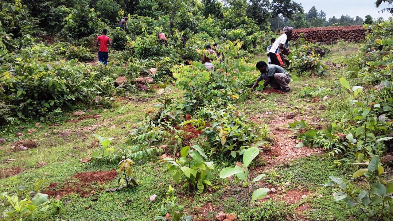 Plantation at Jadibahal vss AJY SGUP Kuliposh