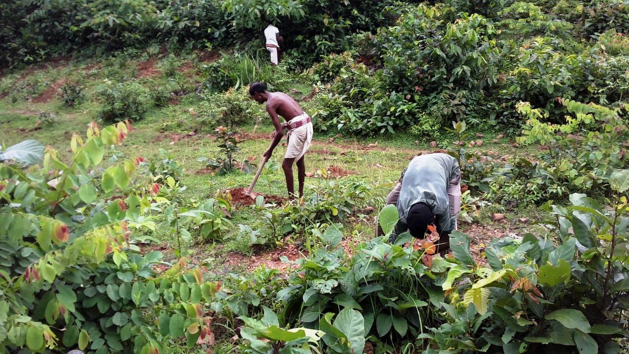 Plantation at Jadibahal vss (AJY SGUP Kuliposh