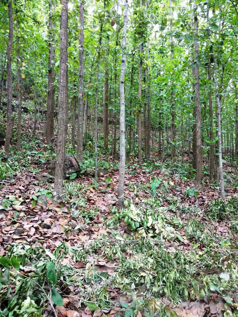 SSO Work Rengalbeda VSS SGUP Banki