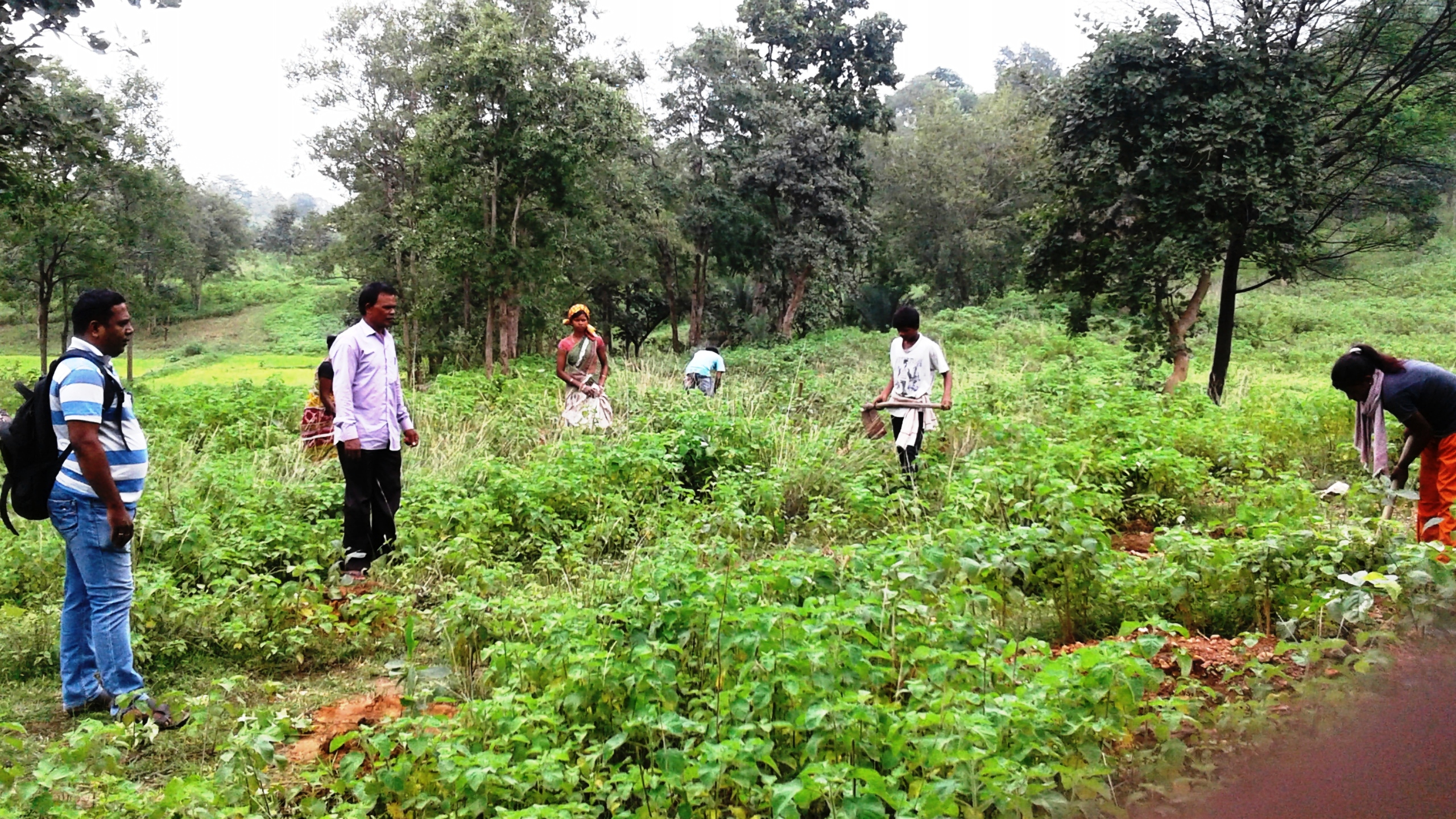 Singhapada block plantation casualty replacement Rajgangpur FMU Sgup