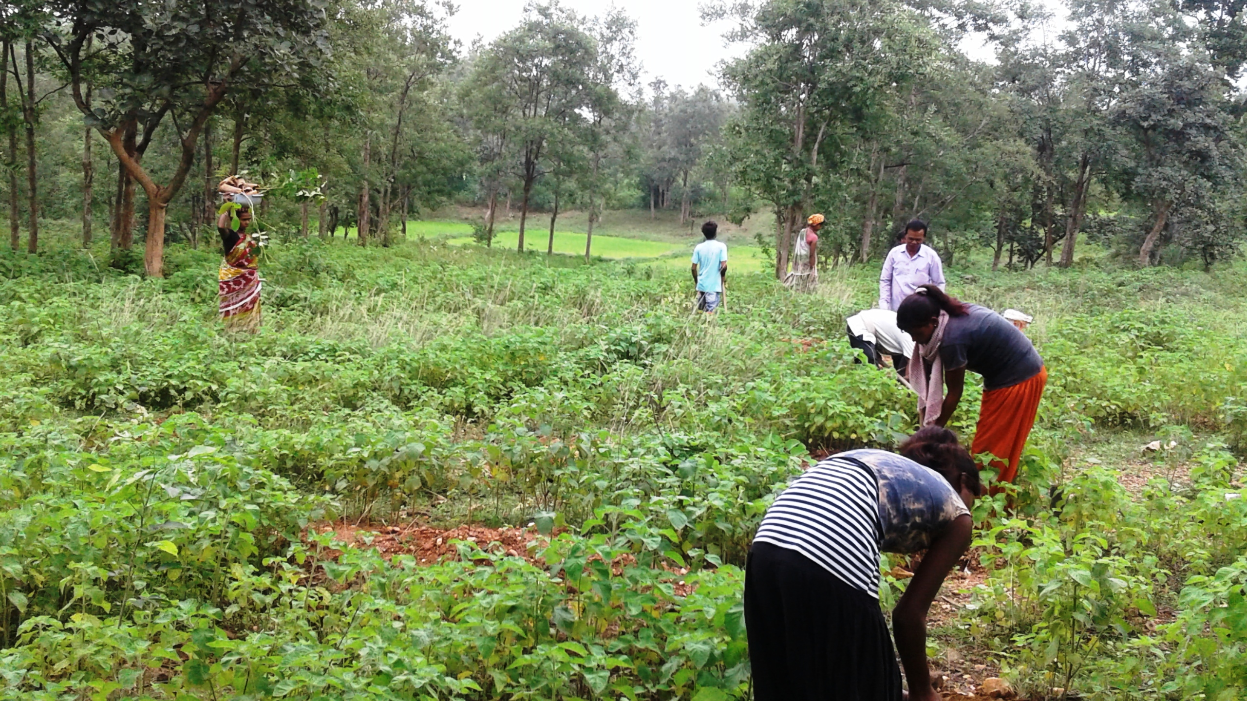 Singhapada block plantation Rajgangpur FMU Sgup