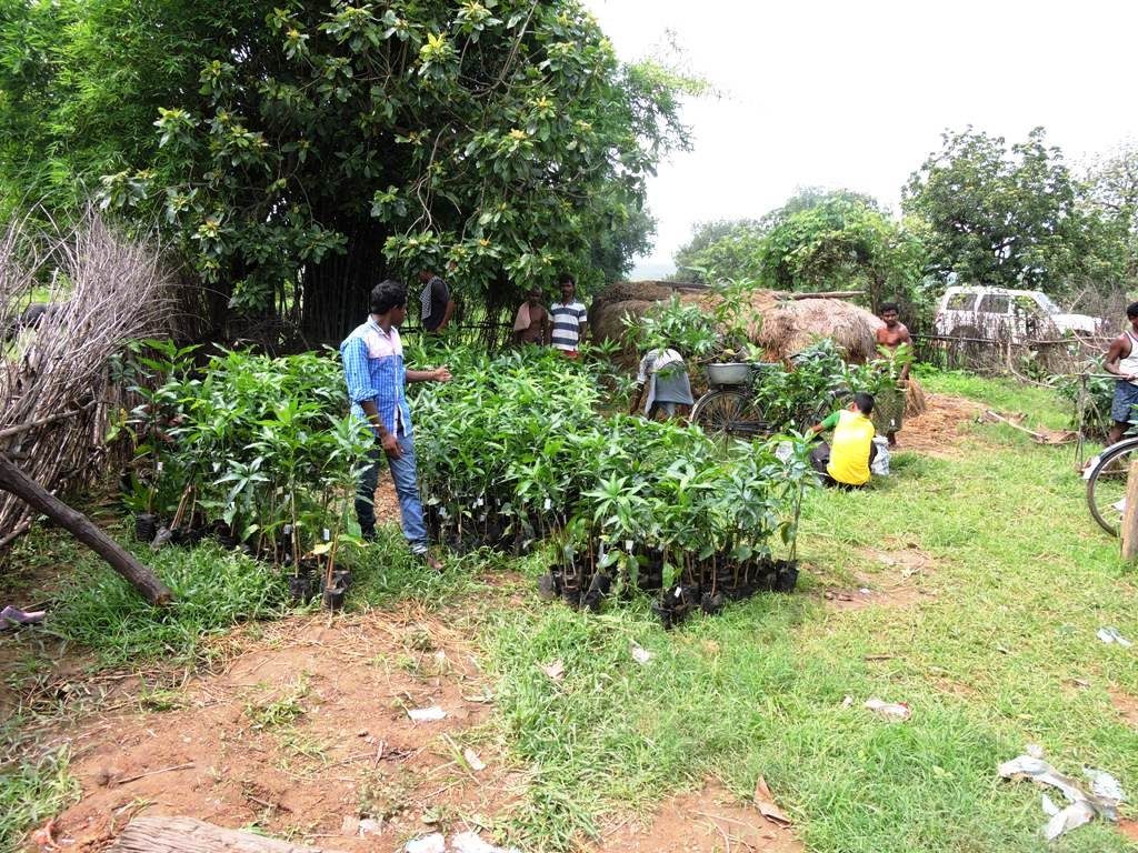 WADI PLANTS DISTRIBUTION SGUP NABARD