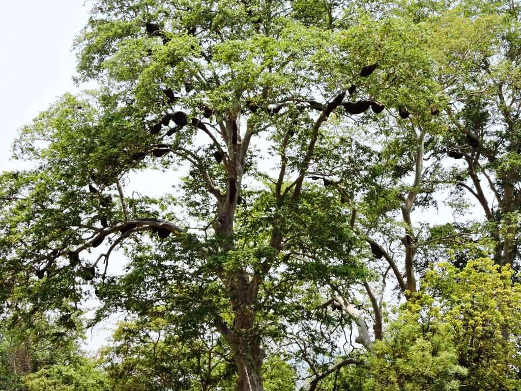 sgup sundargarh field