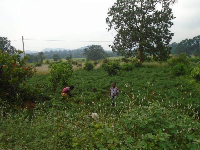 Chilly Cultivation By Krushnu At Jai Hanuman UBS