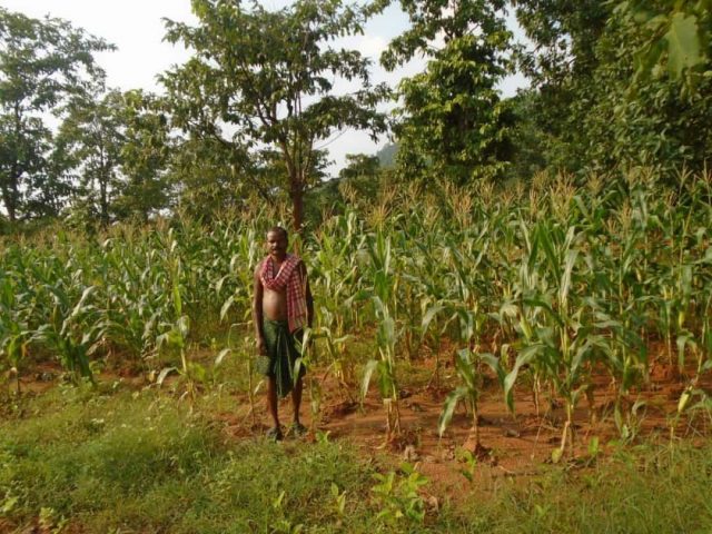 Maize Cultivation By Lalmohan Kisan At Raqngiaguda UBS